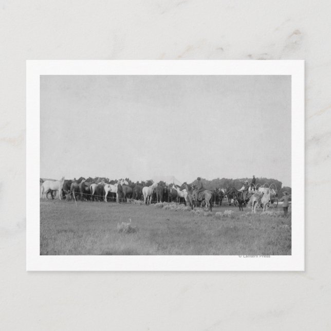 Cartão Postal Cavalos Arredondados por Cowboys Fotografia (Frente)