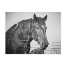 Cavalos atrás da cerca em preto e branco