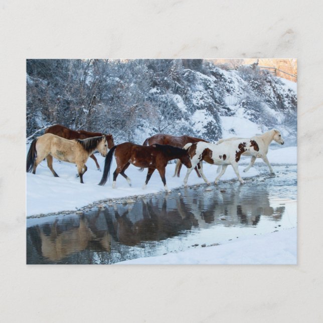 Cartão Postal Cavalos Atravessando o Riacho (Frente)