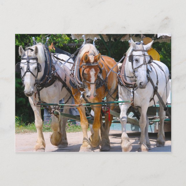 Cartão Postal Cavalos belgas (Frente)