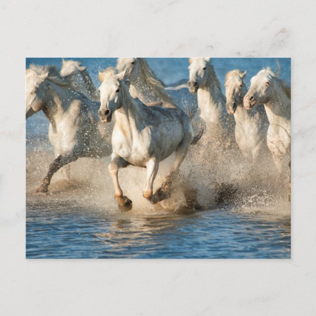 Cartão Postal Cavalos brancos da Camargue, França (Frente)