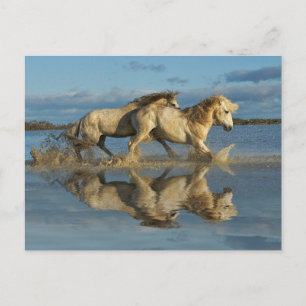 Cartão Postal Cavalos Camargue e Reflexo, Sul da França