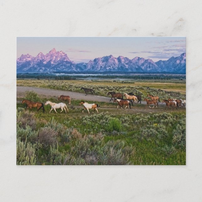 Cartão Postal Cavalos caminham (Frente)