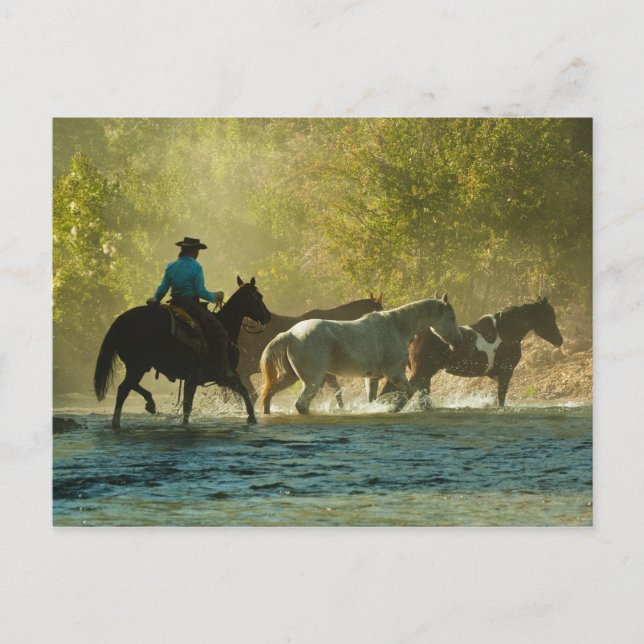 Cartão Postal Cavalos-cavaleiros (Frente)