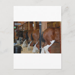 Cartão Postal Cavalos Clydesdale