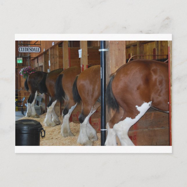 Cartão Postal Cavalos Clydesdale (Frente)