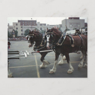 Cartão Postal Cavalos Clydesdale na Plaza do centro da cidade em