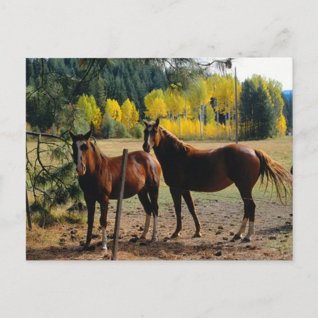 Cartão Postal Cavalos com Árvores Amarelas (Frente)