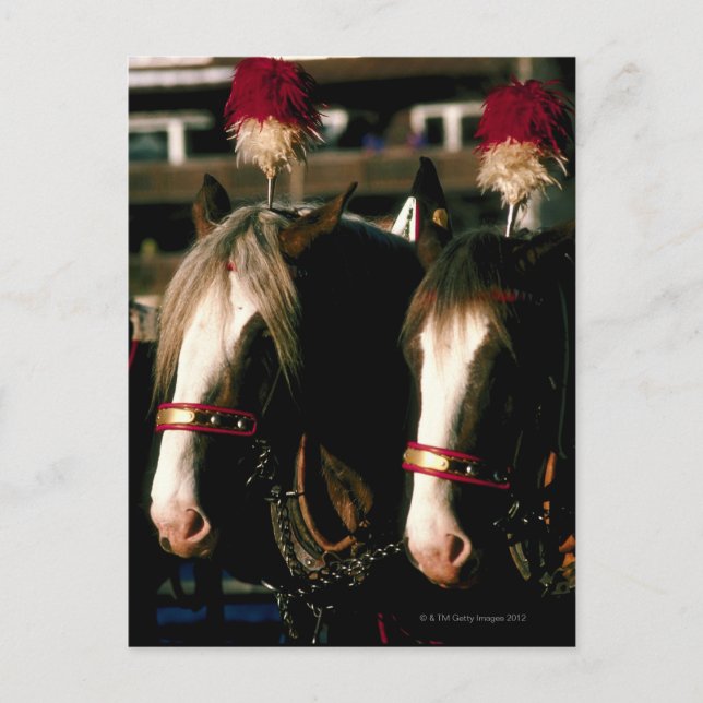 Cartão Postal Cavalos com mortes (Frente)