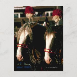 Cartão Postal Cavalos com mortes