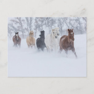 Cartão Postal Cavalos Correndo Através da Neve