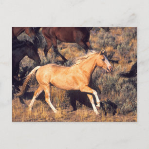 Cartão Postal Cavalos Correndo em um Rancho Ponderosa