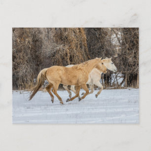Cartão Postal Cavalos correndo na neve