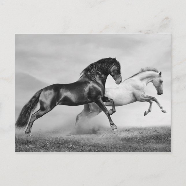 Cartão Postal Cavalos corridos (Frente)