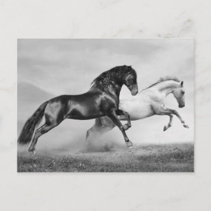 Cartão Postal Cavalos corridos