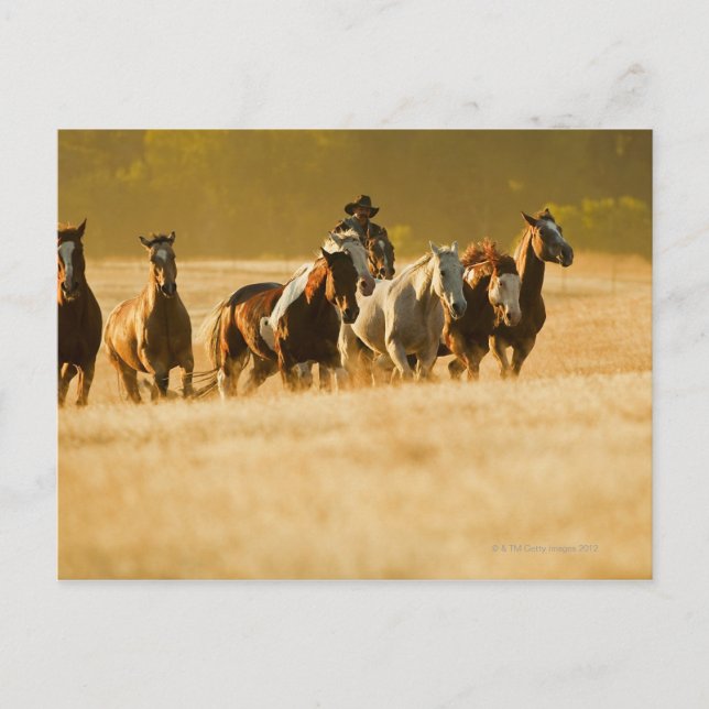 Cartão Postal Cavalos-cowboy 2 (Frente)