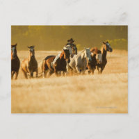 Cavalos-cowboy 2