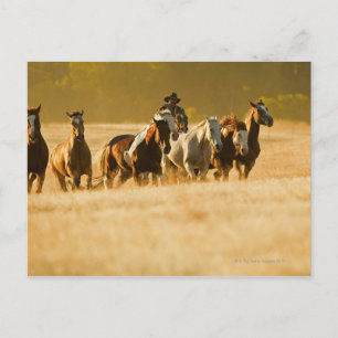 Cartão Postal Cavalos-cowboy 2