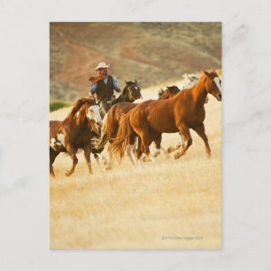 Cartão Postal Cavalos-cowboy 3