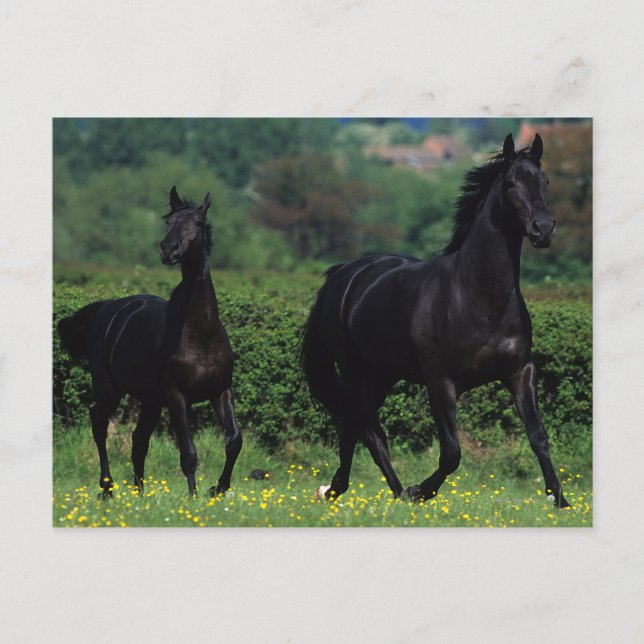Cartão Postal Cavalos Criados em Flores (Frente)