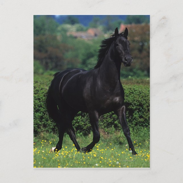 Cartão Postal Cavalos Criados em Flores (Frente)