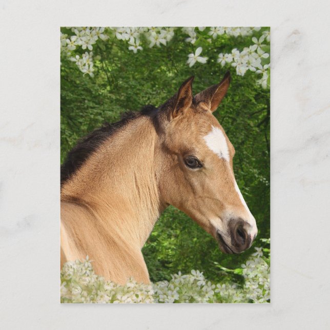 Cartão Postal Cavalos da fantasia: Flores (Frente)
