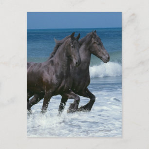 Cartão Postal Cavalos da fantasia: Frisões & mar
