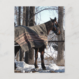 Cartão Postal Cavalos De Amish Esperando No Inverno