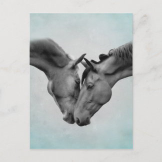Cartão Postal Cavalos de Amor