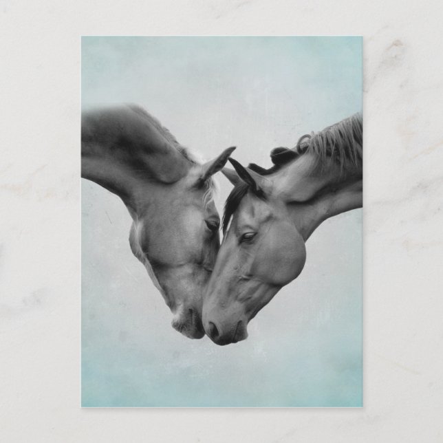 Cartão Postal Cavalos de Amor (Frente)