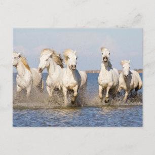 Cartão Postal Cavalos de Camargue
