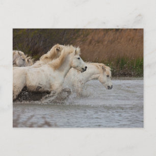 Cartão Postal Cavalos de Camargue Branco Correndo na Água
