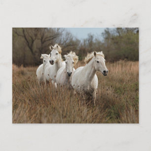Cartão Postal Cavalos de Camargue Correndo