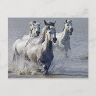 Cartão Postal Cavalos de Camargue correndo em pântano para atrav