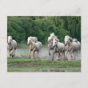 Cartão Postal Cavalos de Camargue Correndo na Água