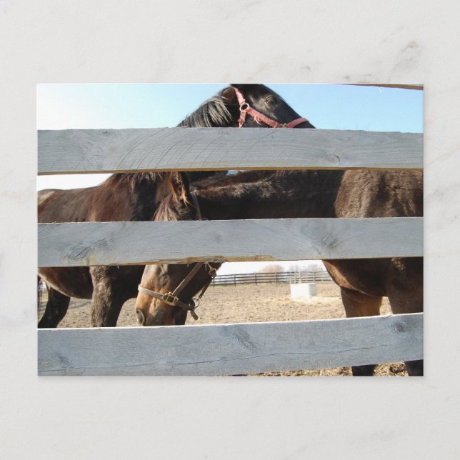 Cartão Postal Cavalos de Casca de Branca de Cavalo (Frente)