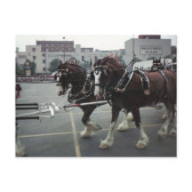 Cavalos de Clydesdale na Plaza do centro da cidade