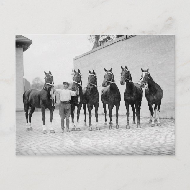 Cartão Postal Cavalos de Exposição, 1912 (Frente)