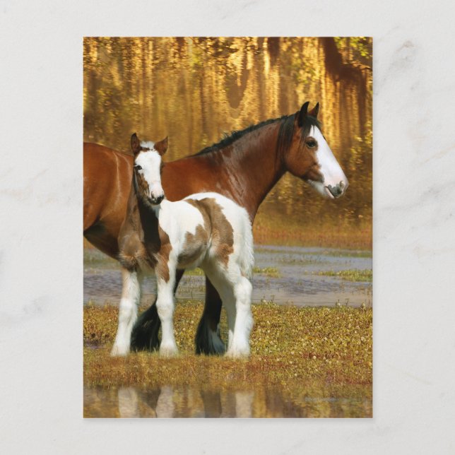 Cartão Postal Cavalos de Fantasia: Égua e Potro (Frente)