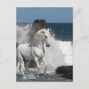 Cartão Postal Cavalos de Fantasia no Sul do Mar