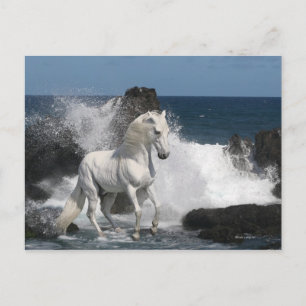 Cartão Postal Cavalos de Fantasia no Sul do Mar