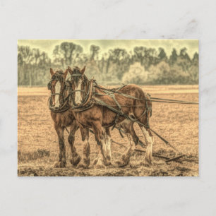 Cartão Postal Cavalos de fazenda primitivos de animais do país o