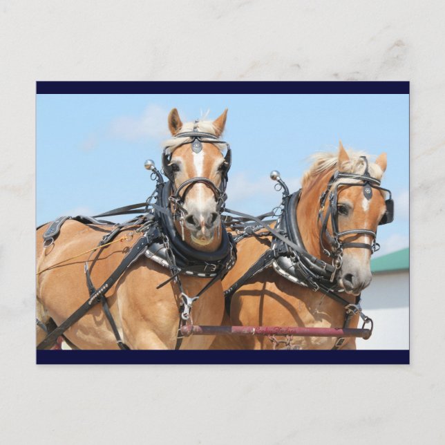 Cartão Postal Cavalos de Haflinger (Frente)