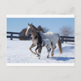 Cartão Postal Cavalos de inverno neve esporte country Fazenda am