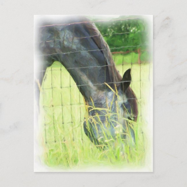 Cartão Postal Cavalos de Oklahoma 3 (Frente)