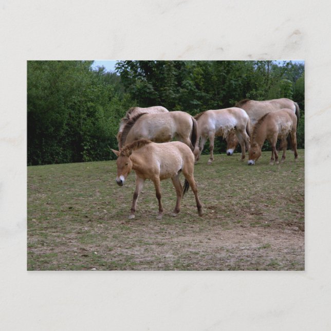 Cartão Postal Cavalos de Przewalski (Frente)