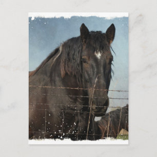 Cartão Postal Cavalos de Rascunho numa pastagem