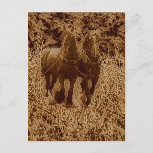 Cartão Postal Cavalos-direiro prontos para aragem (Frente)