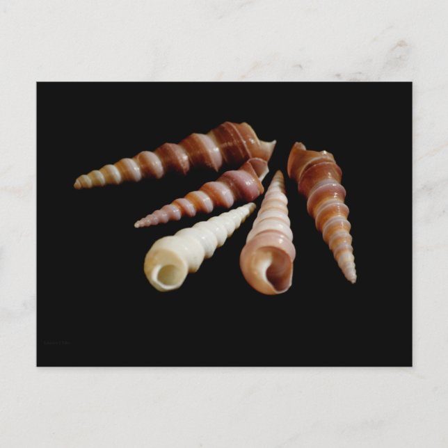 Cartão Postal Cavalos do mar (Frente)