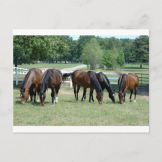 Cartão Postal Cavalos do Quarto Doce